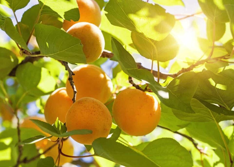 9 Picks for the Best Apricot Tree for Backyard Growing Minneopa Orchards