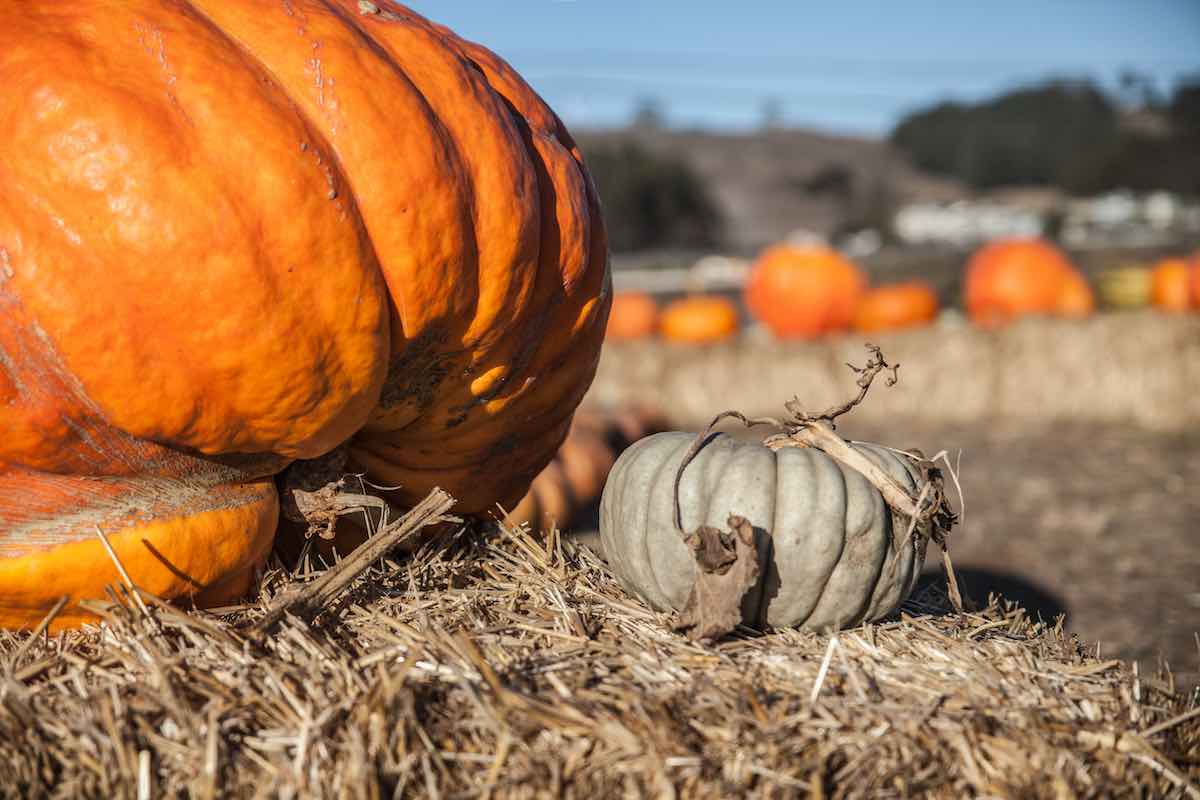 11 Best Pumpkin Patches in South Dakota Minneopa Orchards