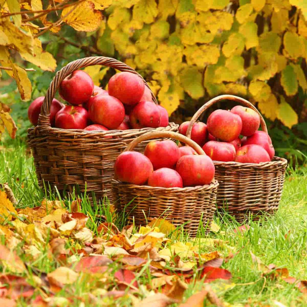 The 16 Best Apple Orchards in Wisconsin Minneopa Orchards