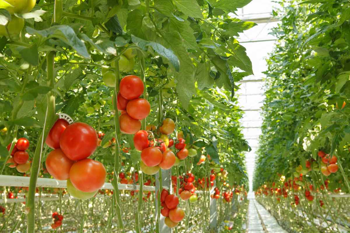 The Ultimate Guide to Growing Tomatoes Upside Down Minneopa Orchards