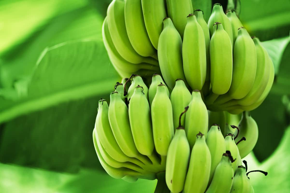 The 11 Best Banana Tree Fertilizers Minneopa Orchards