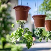 Upside down tomatoes