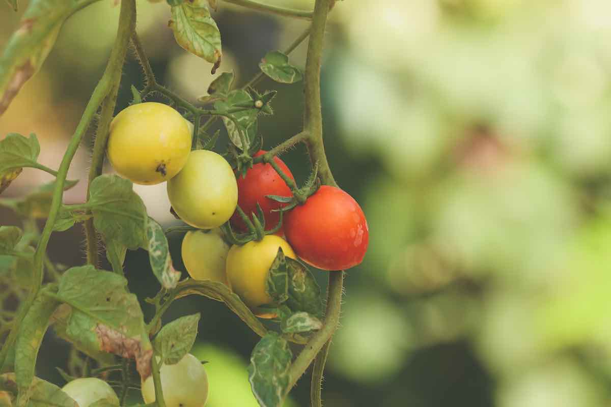 The Ultimate Guide to Growing Tomatoes Upside Down Minneopa Orchards