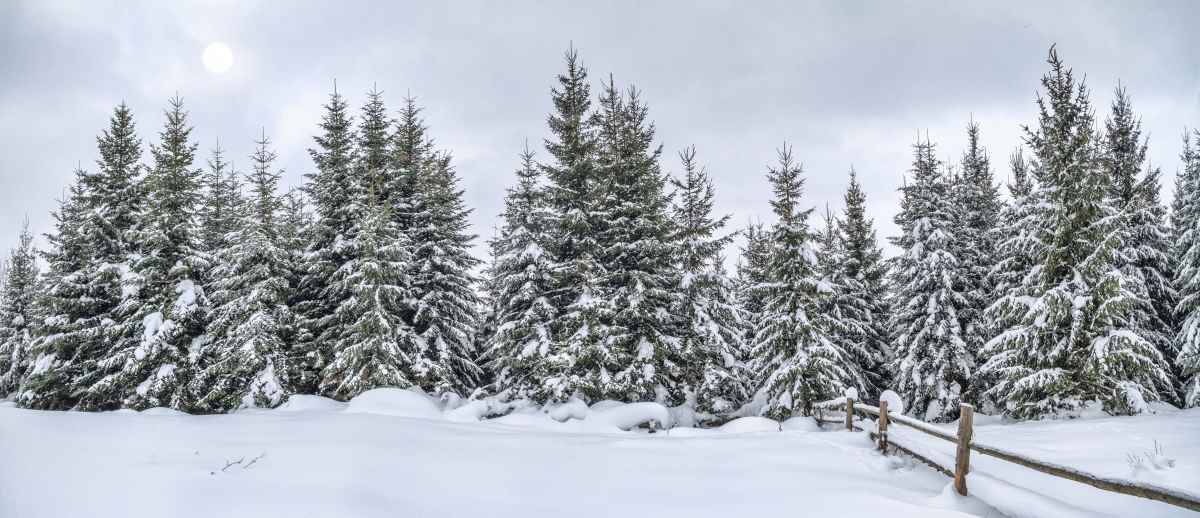 The 9 Best Christmas Tree Farms in Vermont Minneopa Orchards