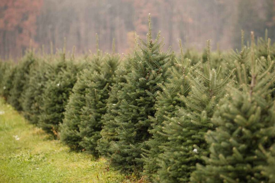 The 9 Best Christmas Tree Farms in Vermont Minneopa Orchards