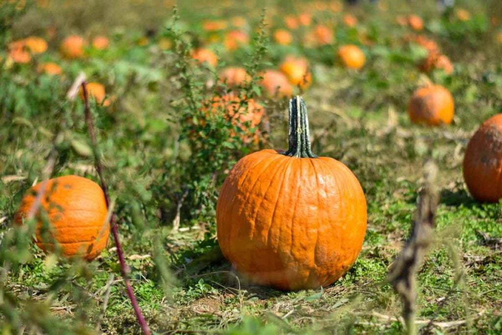 pumpkin patch in christiansburg va