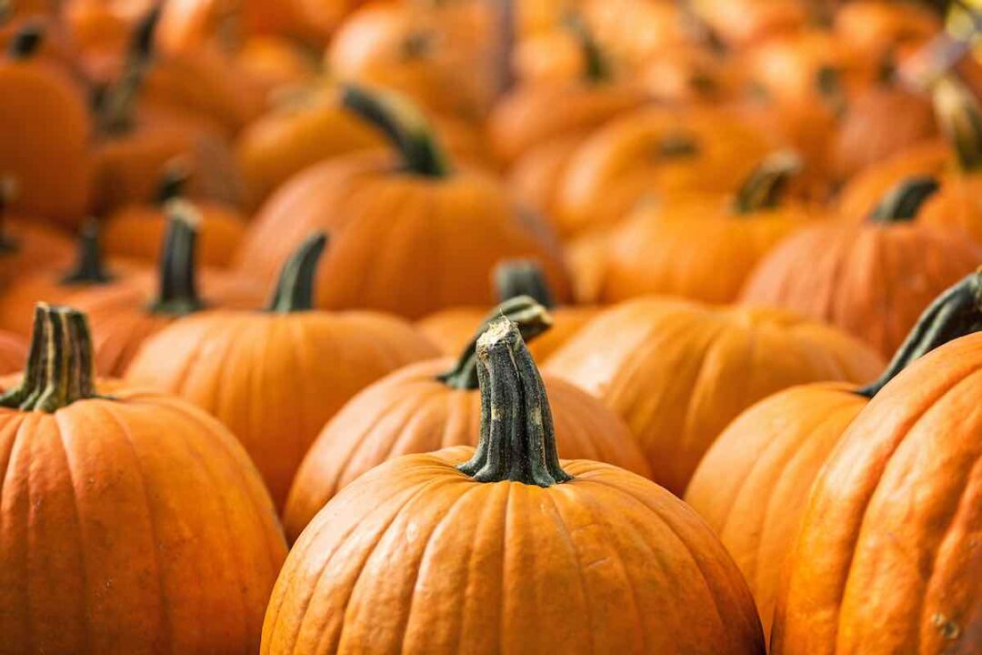 The 16 Best Pumpkin Patches in Alabama Minneopa Orchards
