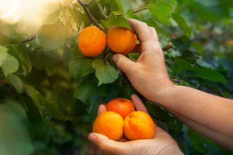 9 Picks for the Best Apricot Tree for Backyard Growing Minneopa Orchards