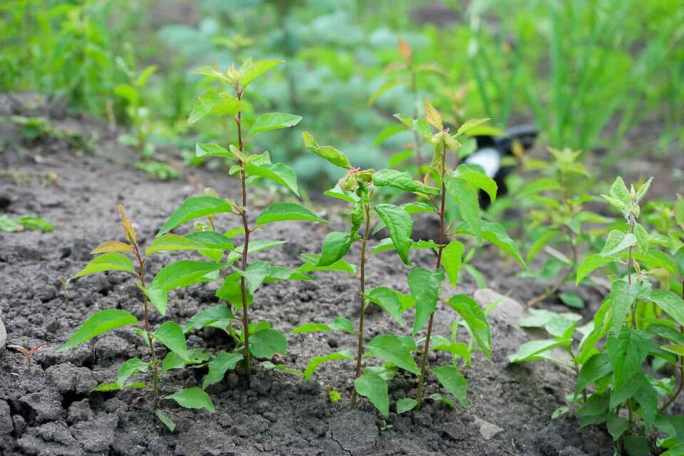 How to Plant Apricot Seeds Minneopa Orchards
