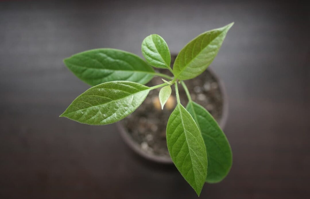 The Gem Avocado Tree Minneopa Orchards