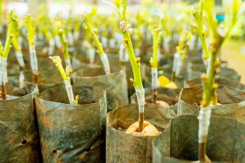 The Gem Avocado Tree Minneopa Orchards