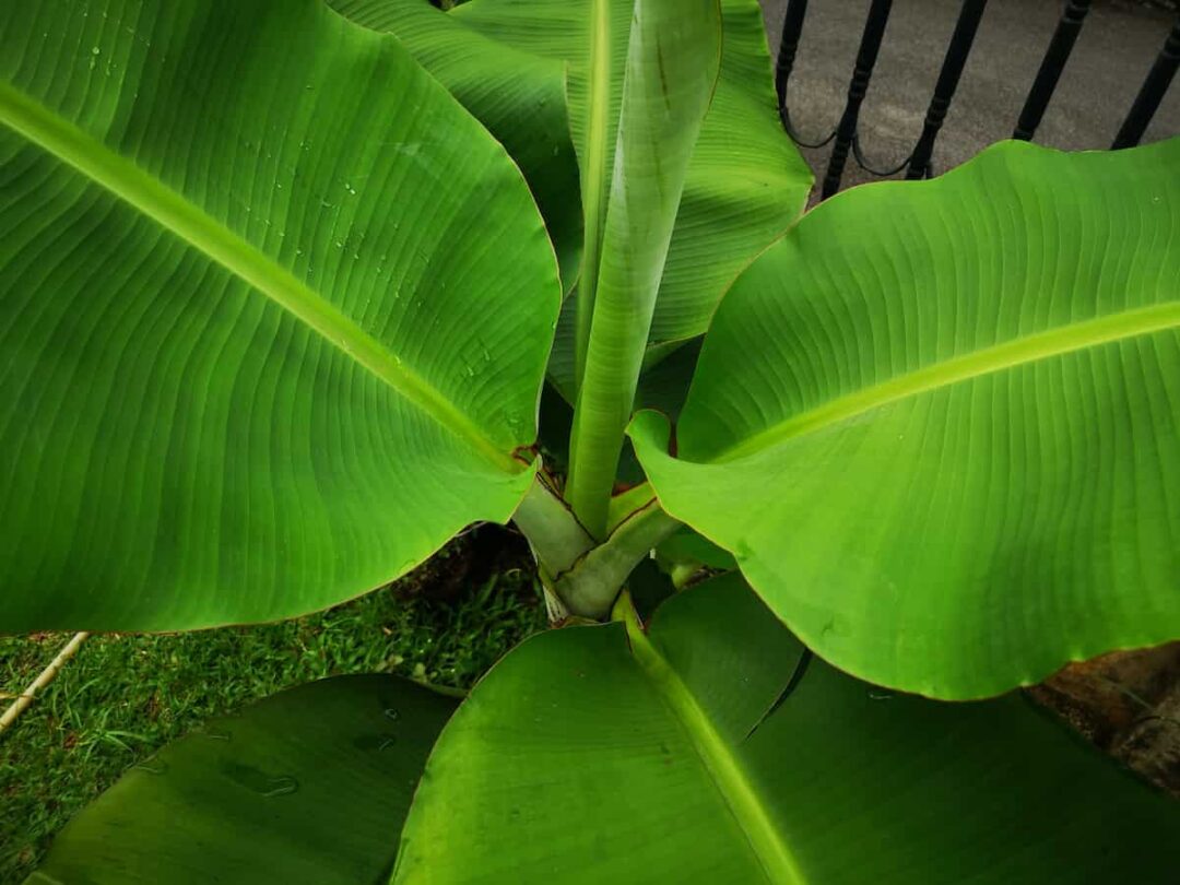 Banana Tree Flowering Stages Minneopa Orchards