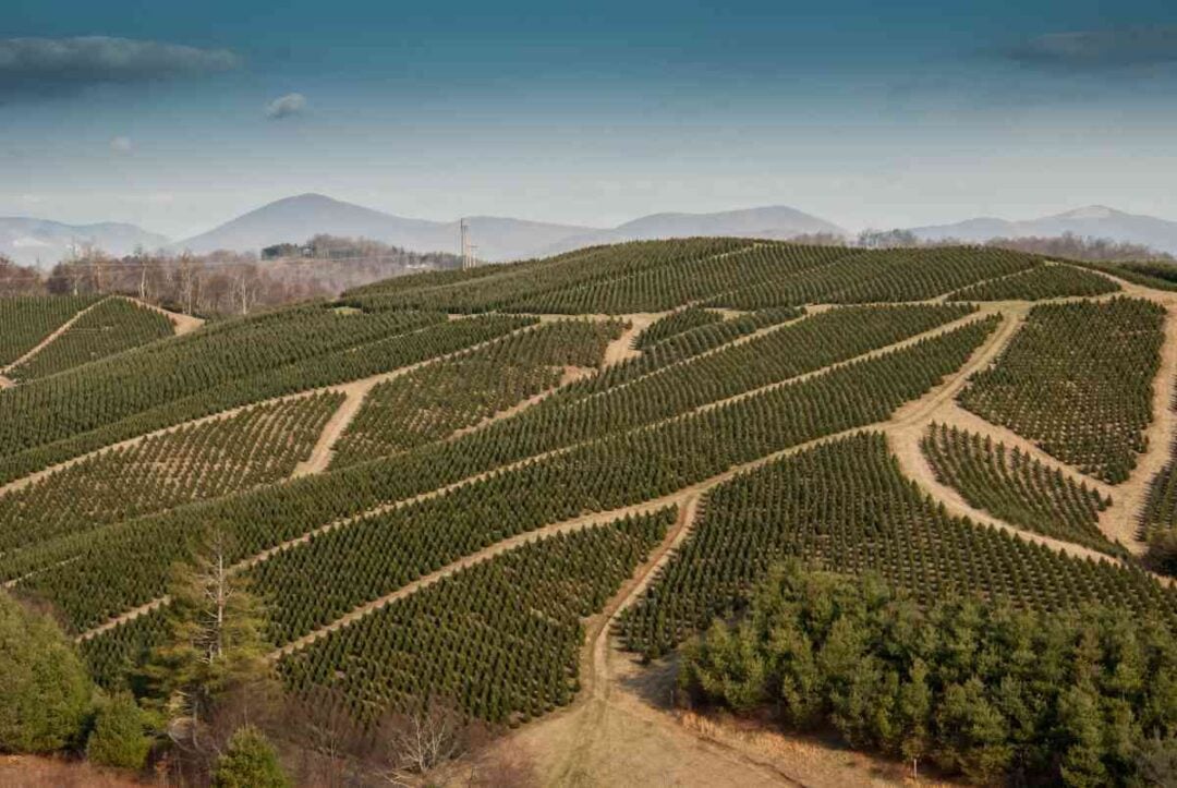 The 10 Best Christmas Tree Farms in Rhode Island Minneopa Orchards