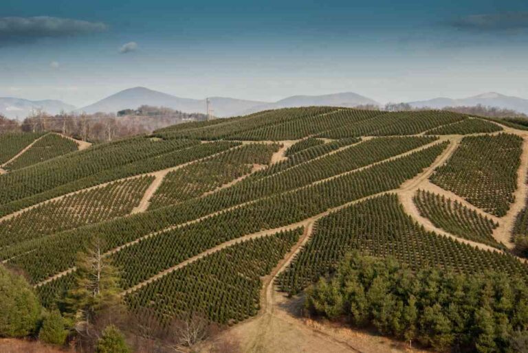 The 10 Best Christmas Tree Farms in Rhode Island Minneopa Orchards
