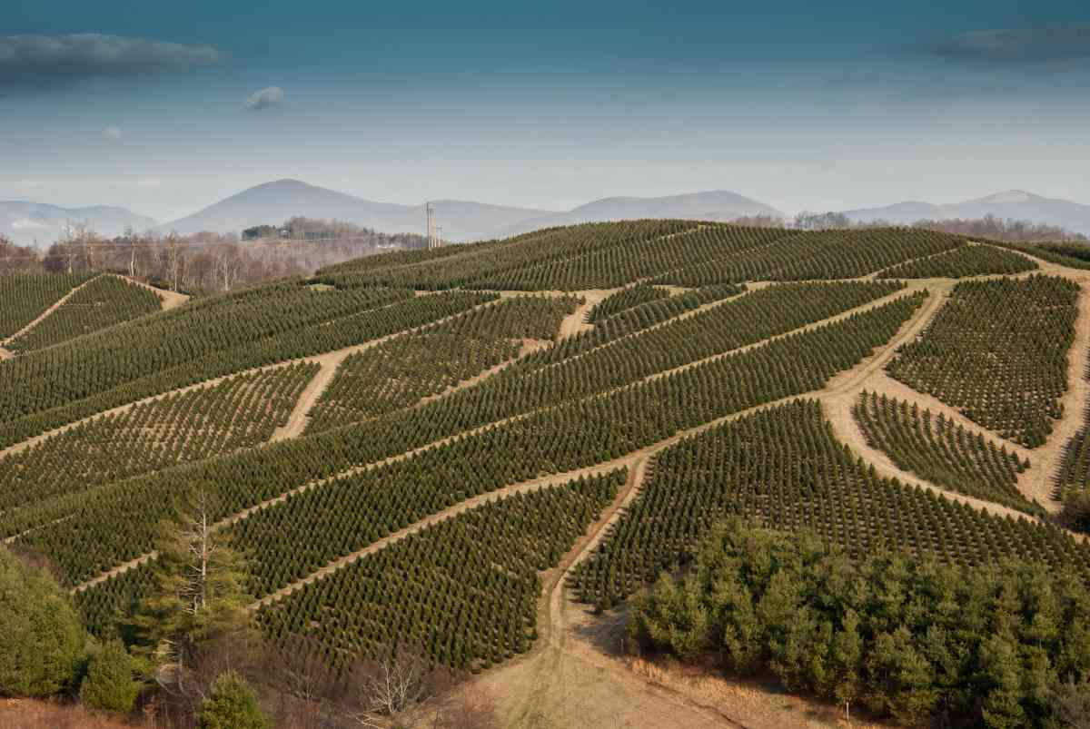 The 10 Best Christmas Tree Farms in Rhode Island Minneopa Orchards