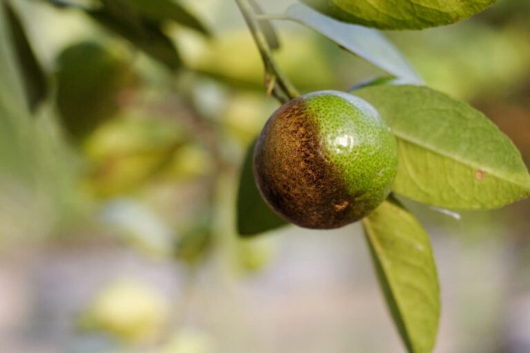 7 Orange Tree Diseases How to Identify and Treat Them Minneopa Orchards
