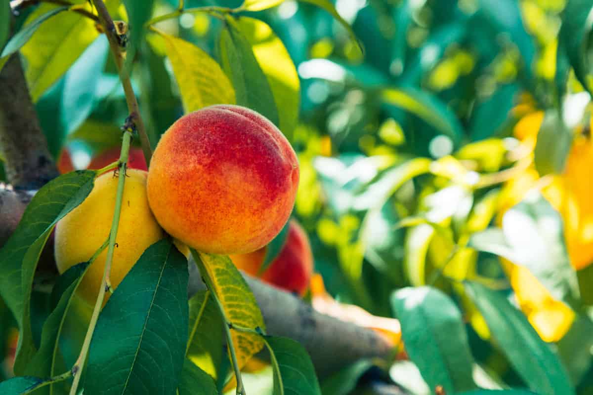 The Best Fertilizer for Peach Trees Minneopa Orchards
