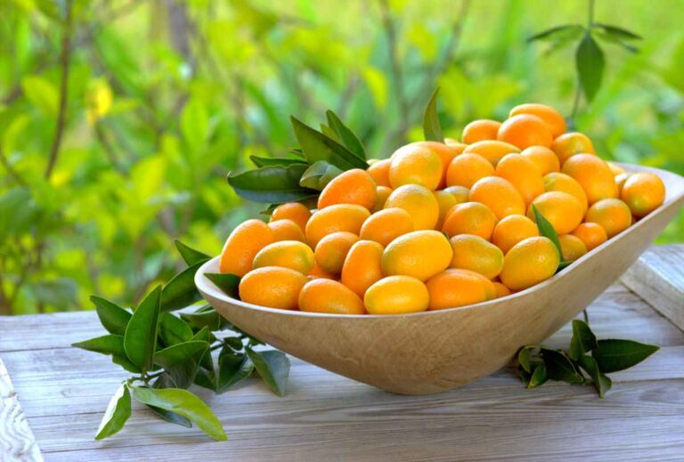 Harvesting Kumquat Fruit Everything You Need to Know to Enjoy Delicious Kumquats Minneopa