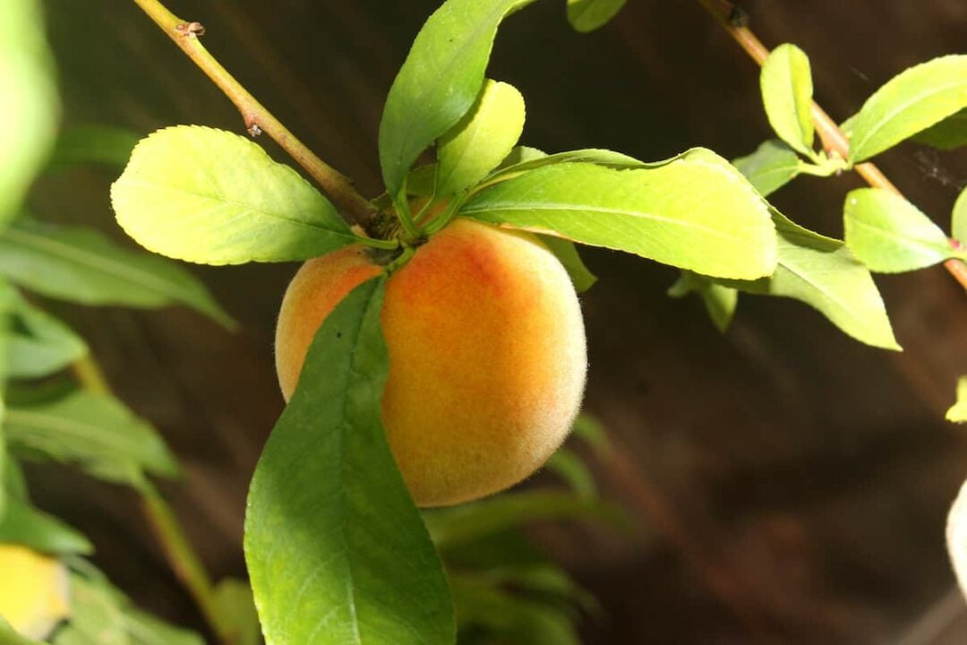 How to Grow a Peach Tree Minneopa Orchards