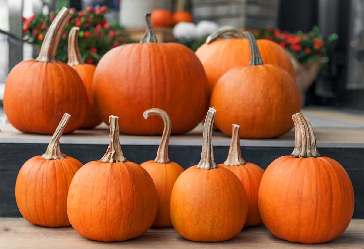 The 10 Best Pumpkin Patches in Wisconsin Minneopa Orchards