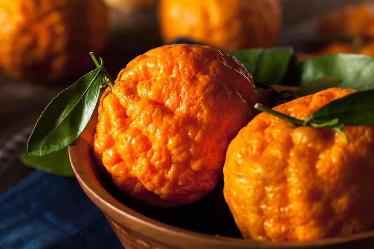 4 Important Facts about the Gold Nugget Mandarin Minneopa Orchards