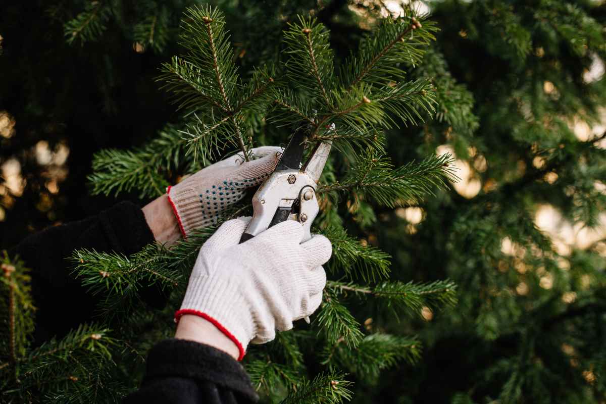 The 10 Best Christmas Tree Farms in Rhode Island Minneopa Orchards