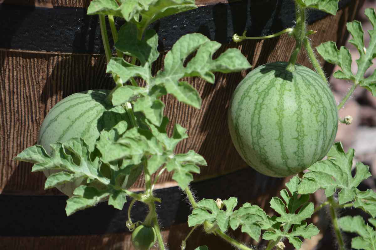 How to Harvest Watermelon The 2 Best Methods Minneopa Orchards