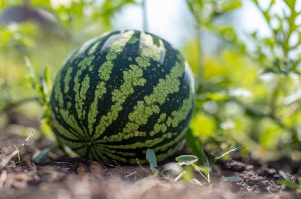 watermelon harvest