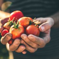 How to Harvest Tomatoes from tomato plants