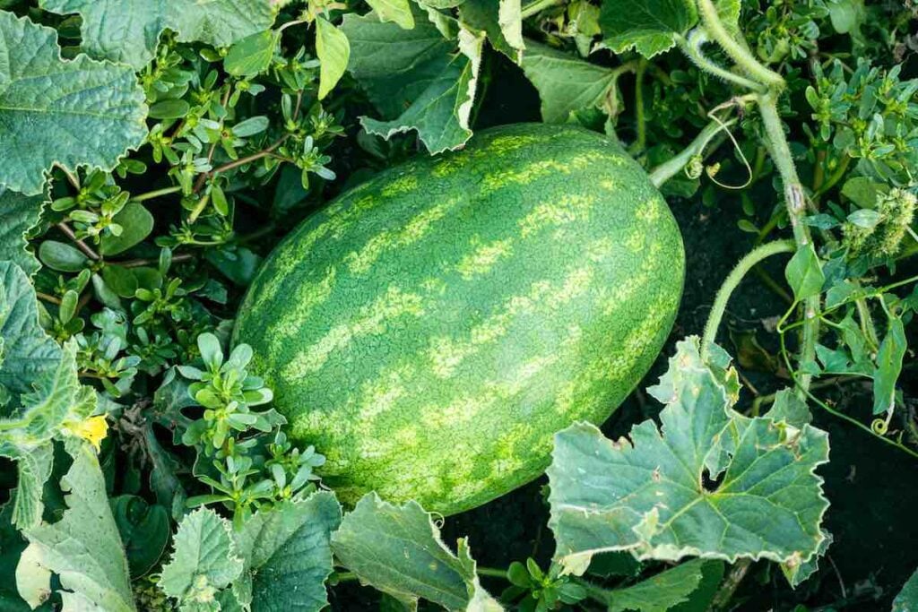 watermelon harvest