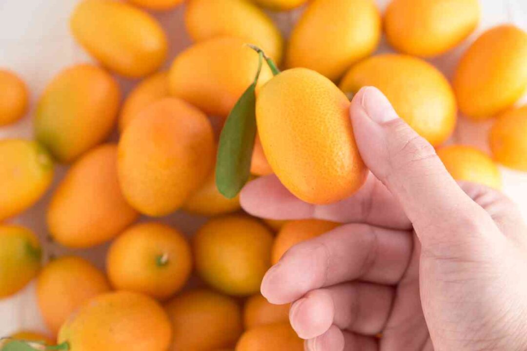 How to Eat a Kumquat The 2 Best Methods Minneopa Orchards