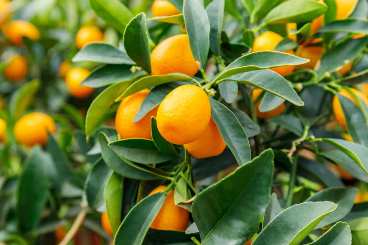 The Jiangsu Kumquat Everything You Need to Know to Grow It Yourself