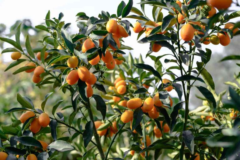 Harvesting Kumquat Fruit Everything You Need to Know to Enjoy Delicious Kumquats Minneopa