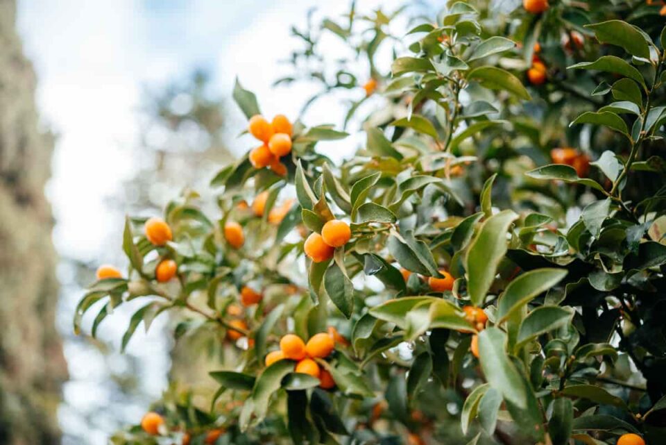 All About the Nagami Kumquat Minneopa Orchards