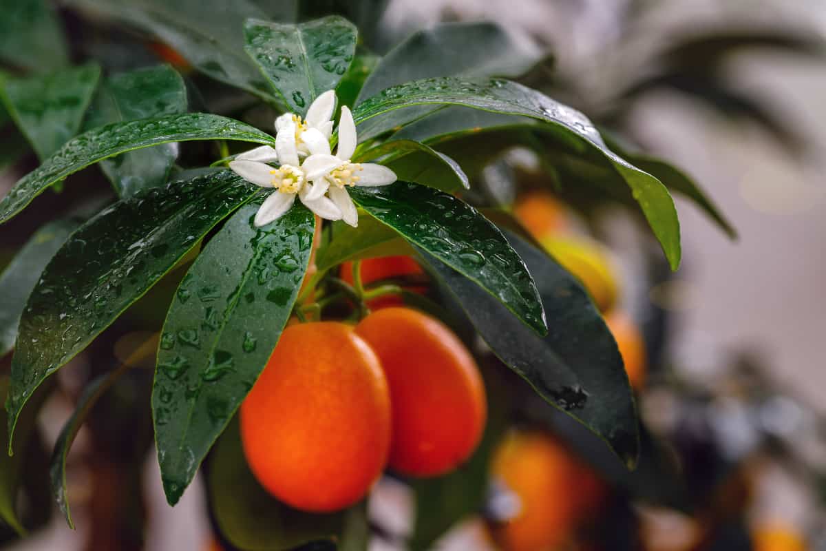 The Meiwa Kumquat Minneopa Orchards