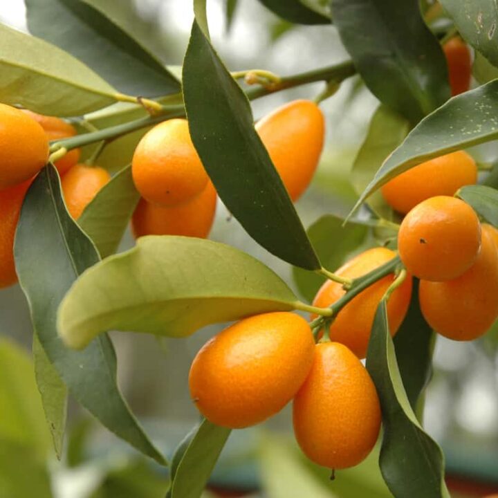 Kumquat Minneopa Orchards