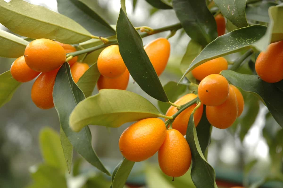 How to Identify and Treat Kumquat Diseases Minneopa Orchards