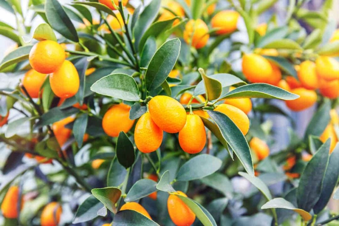 All About the Nagami Kumquat Minneopa Orchards