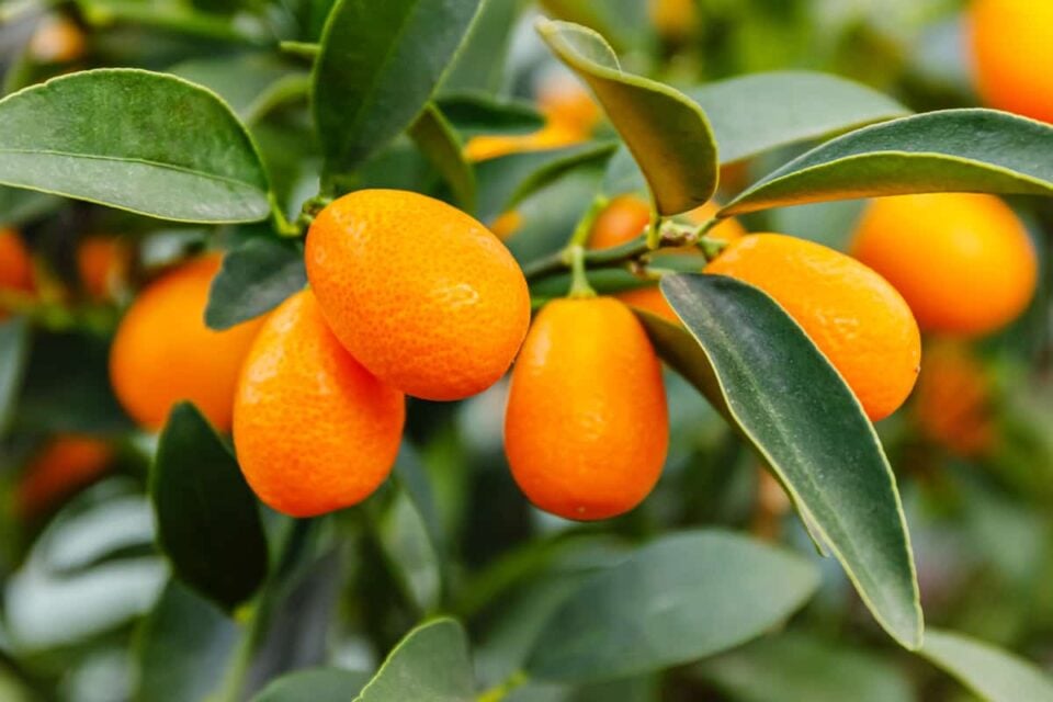 The Meiwa Kumquat Minneopa Orchards