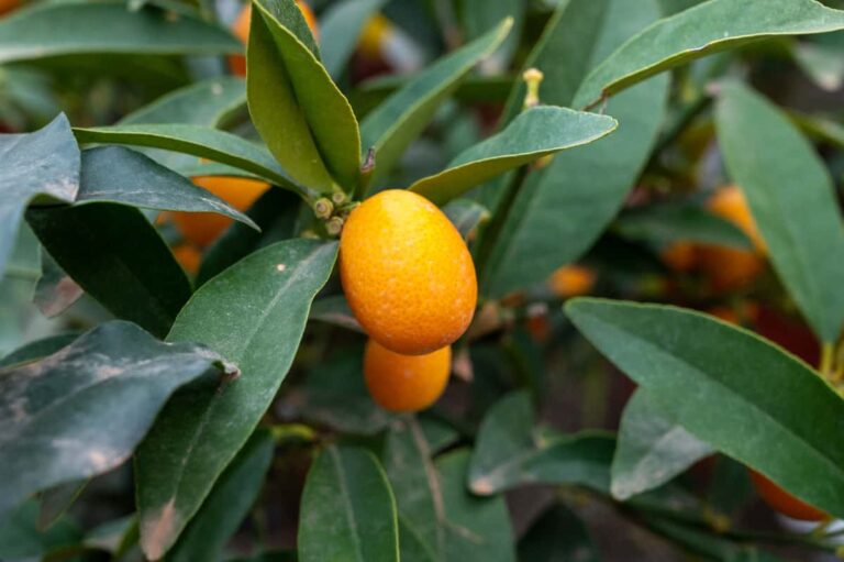 All About the Nagami Kumquat Minneopa Orchards