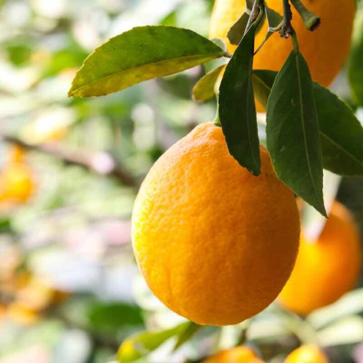 Lemon Growing Minneopa Orchards