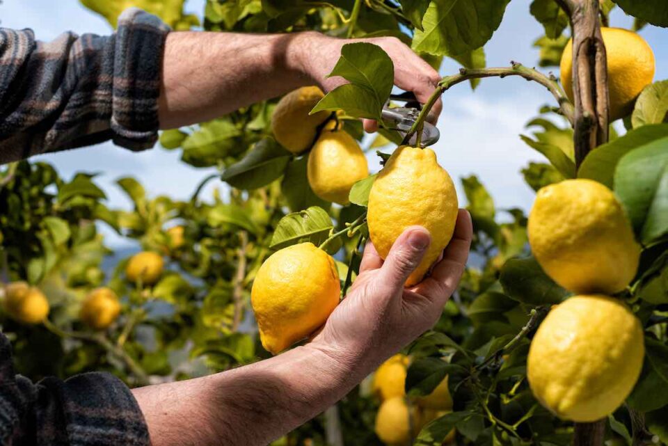 5 Important Facts About How to Harvest Lemons Minneopa Orchards