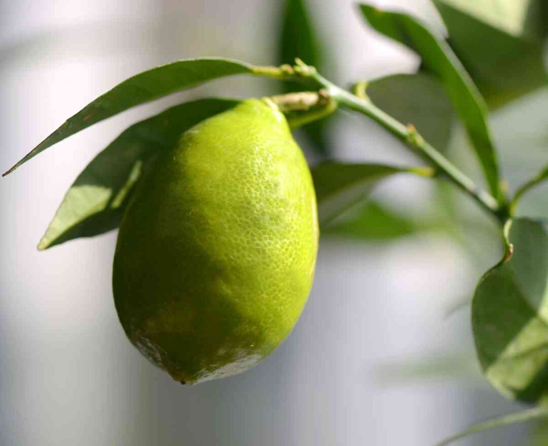 The Eustis Limequat Everything You Need to Know About This Delicious