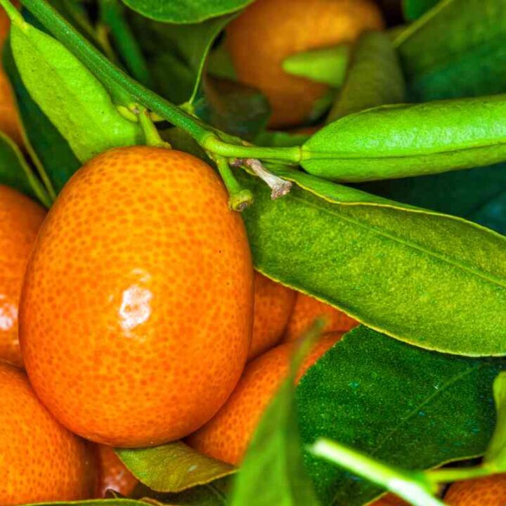 Kumquat Varieties Minneopa Orchards