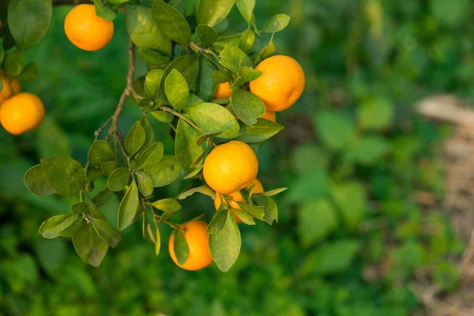 The Delicious Marumi Kumquat Everything You Need to Know Minneopa