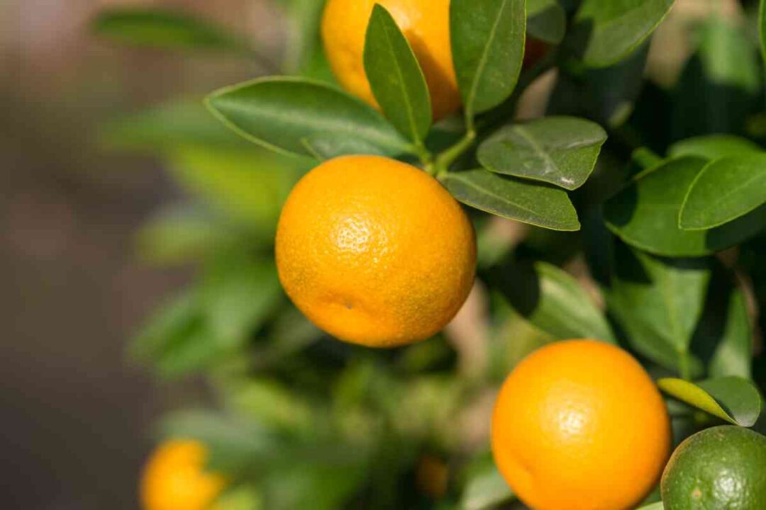 The Delicious Marumi Kumquat Everything You Need to Know Minneopa Orchards