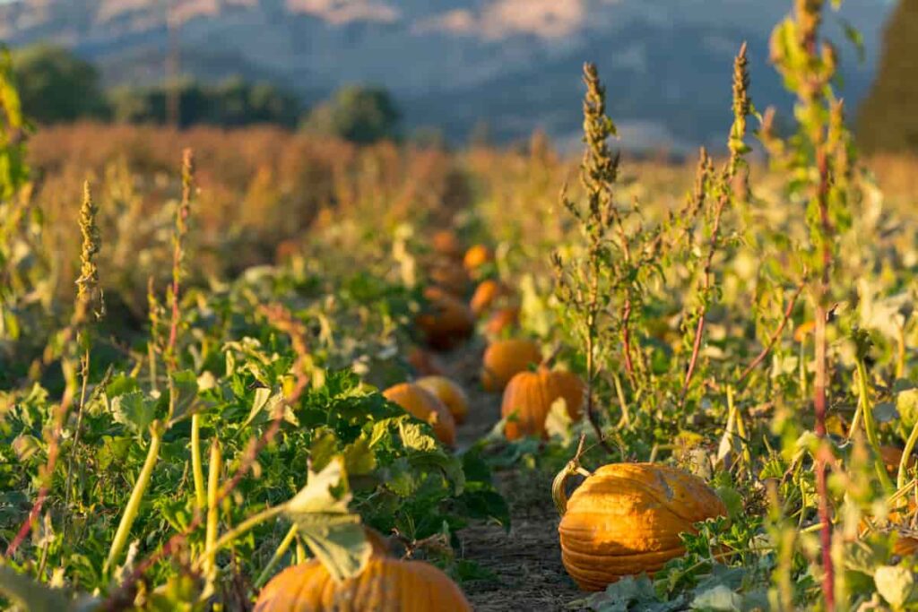 A Napa Valley pumpkin patch in California.