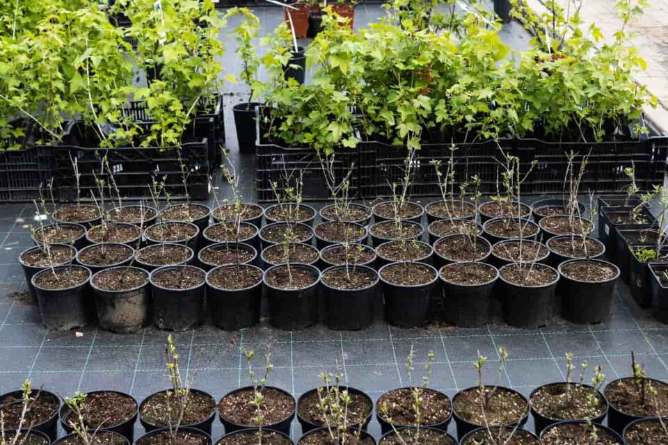 when-to-plant-a-peach-tree-and-where-minneopa-orchards