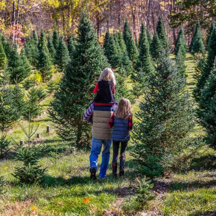 Destination Christmas Tree Farms Minneopa Orchards