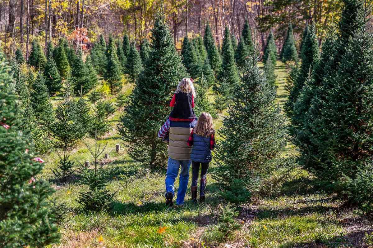 The 15 Best Christmas Tree Farms in Oklahoma Minneopa Orchards
